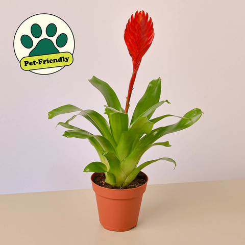 Bromeliad Christiane