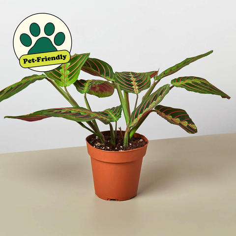 Maranta Red Prayer