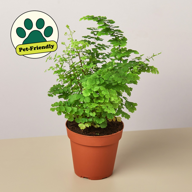 Load image into Gallery viewer, Maidenhair Fern
