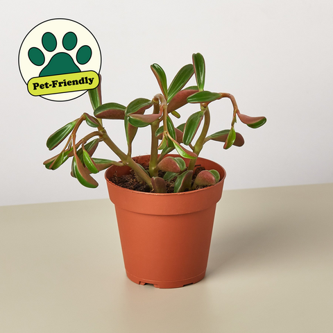 Peperomia Ruby Glow
