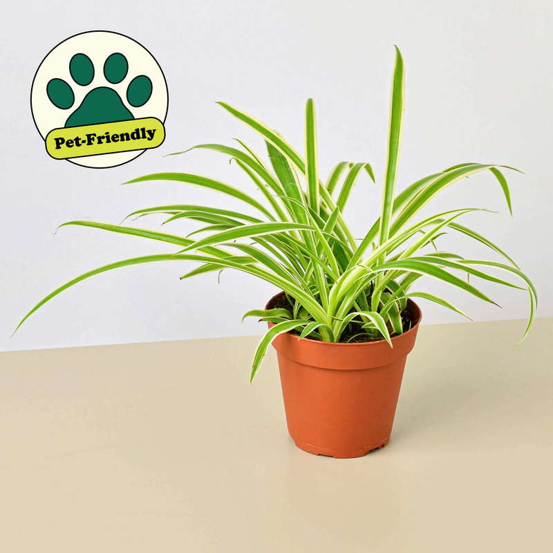 Load image into Gallery viewer, Spider Plant 'Reverse'
