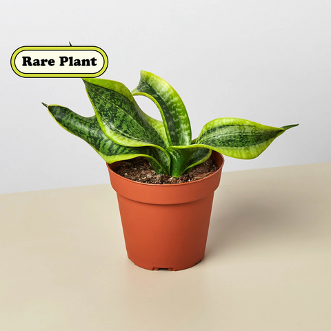 Snake Plant Twist