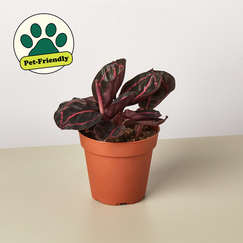 Calathea Dottie