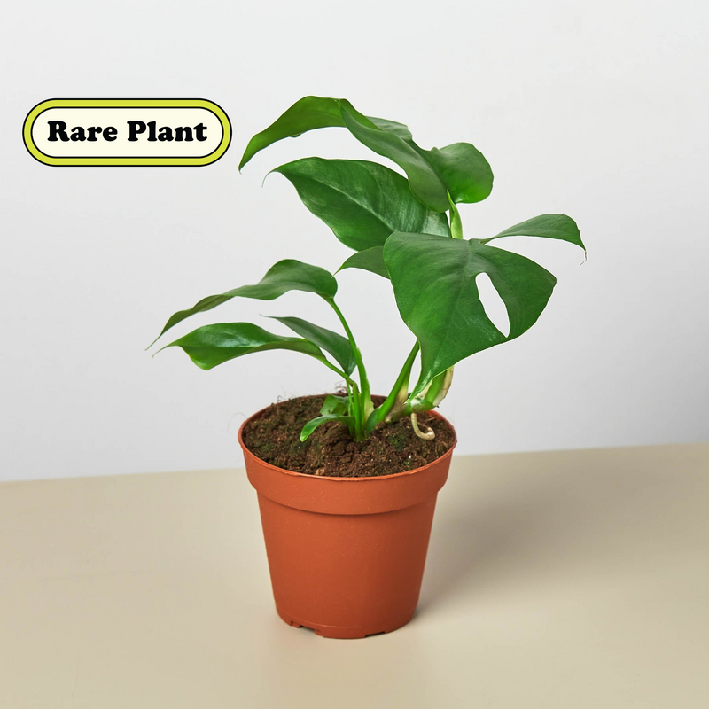 Load image into Gallery viewer, Plant Paradise Large Bundle
