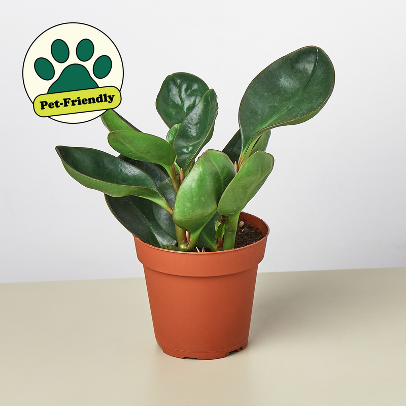 Load image into Gallery viewer, Peperomia Red Edge
