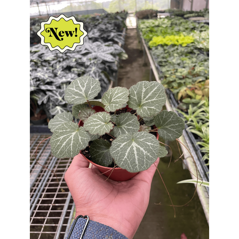 Begonia Strawberry
