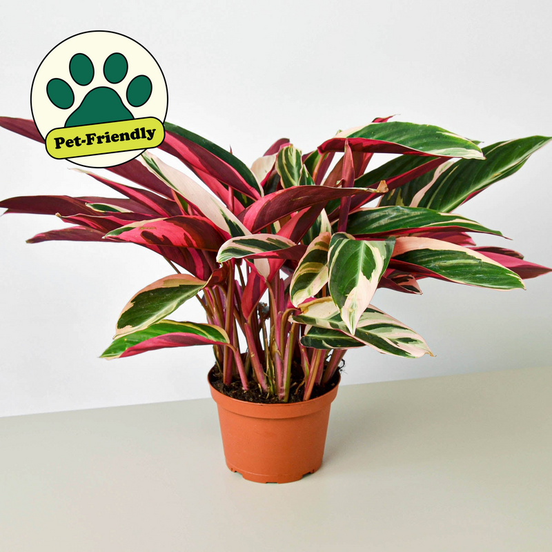 Load image into Gallery viewer, Stromanthe 'Triostar'
