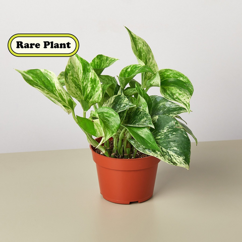 Pothos Marble Queen