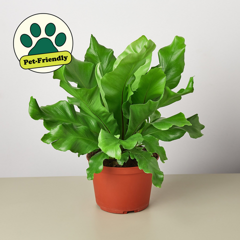 Plant Paradise Large Bundle, additional product view 2