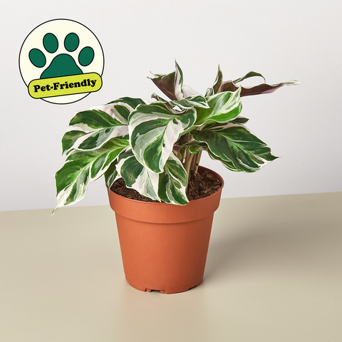 Calathea White Fusion