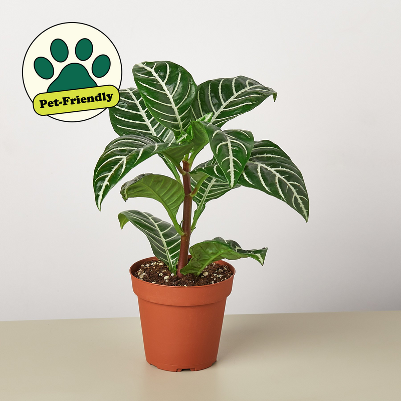 Load image into Gallery viewer, Zebra 'Aphelandra'
