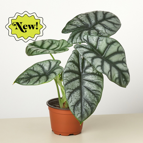 Alocasia Silver Dragon