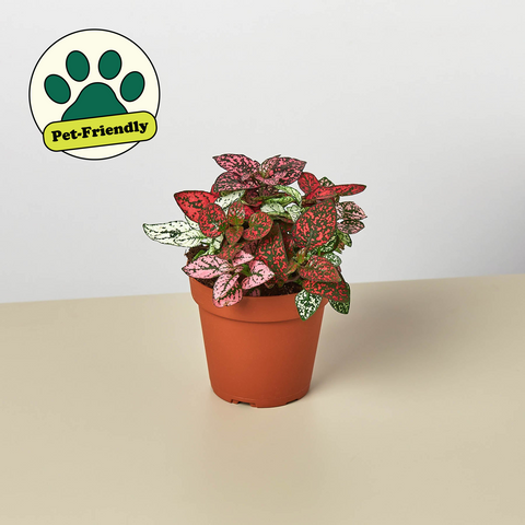 Hypoestes Polka Dot Plant