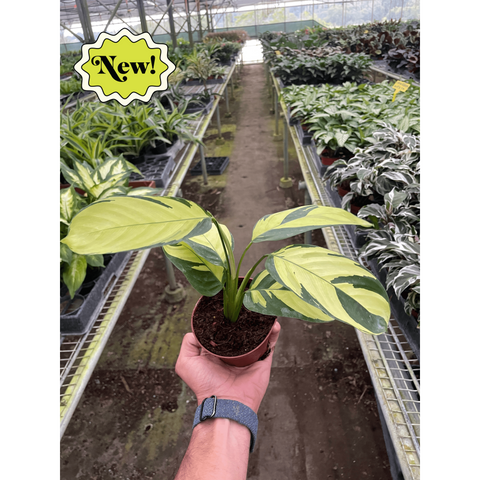 Calathea Pilosa