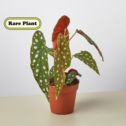 Begonia Maculata