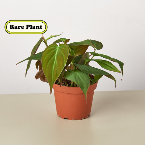 Philodendron Velvet