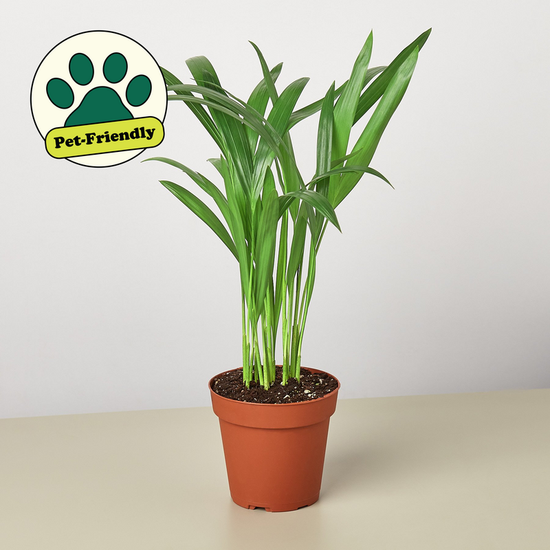 Load image into Gallery viewer, Areca Palm
