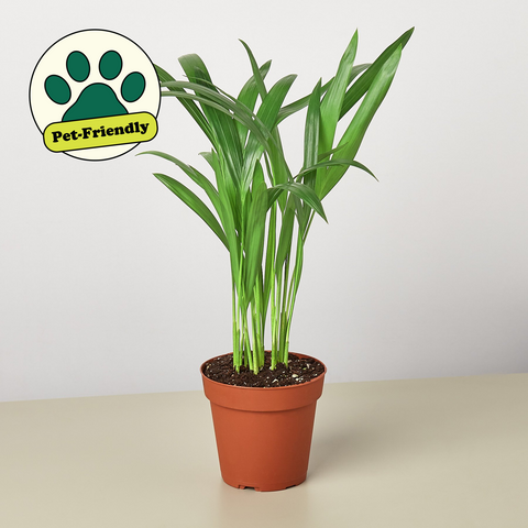 Areca palm