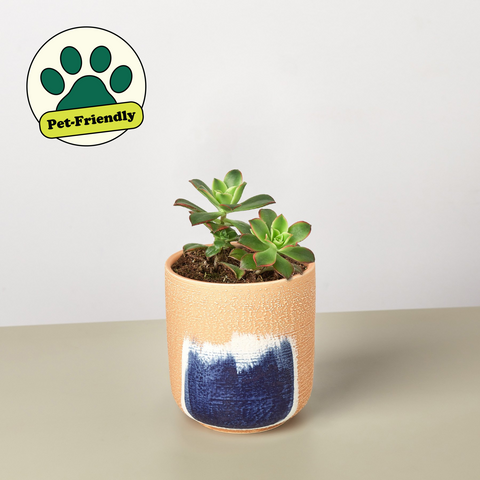 Succulent Kiwi