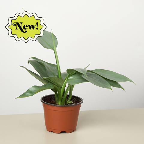 Philodendron Silver Sword