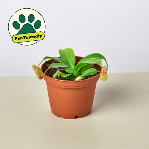 Carnivorous Monkey Cup plant