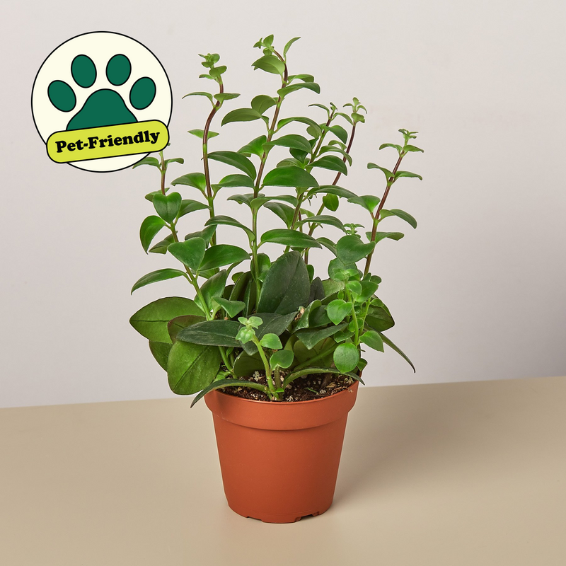 Load image into Gallery viewer, Lipstick Plant
