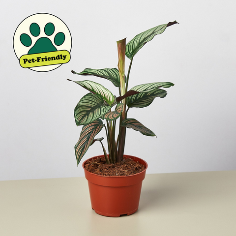 Calathea White Star