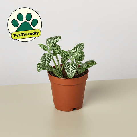 Fittonia White