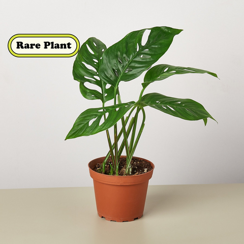 Monstera Adansonii Swiss Cheese