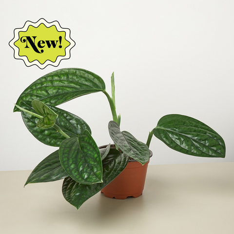 Monstera Peru