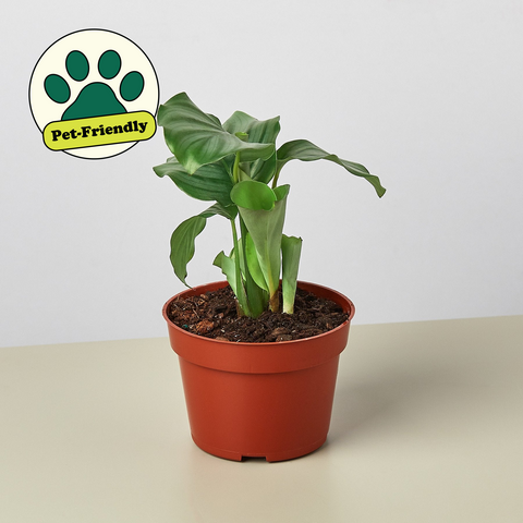 Calathea Orbifolia