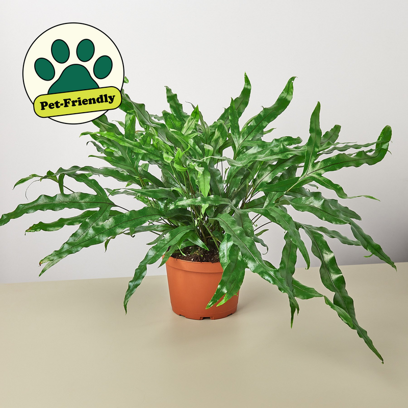 Load image into Gallery viewer, Fern 'Kangaroo Paw'
