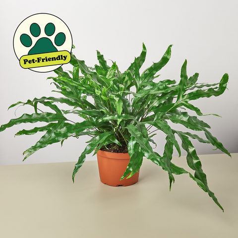 Kangaroo Paw fern