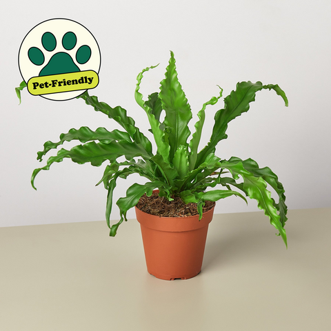 Bird's Nest Victoria fern
