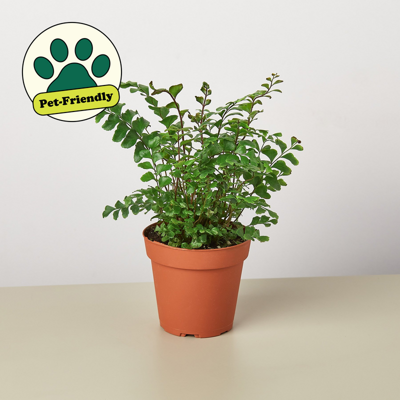 Load image into Gallery viewer, Mahogany Fern
