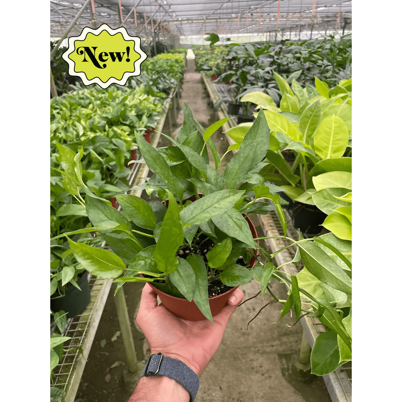 Load image into Gallery viewer, Pothos 'Skeleton Key'
