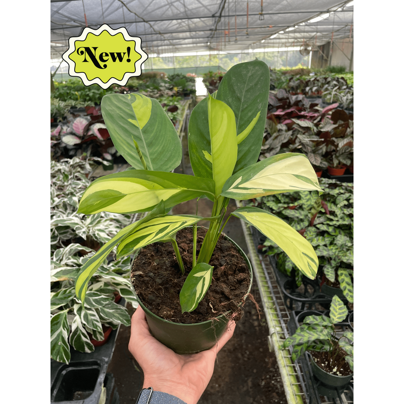Load image into Gallery viewer, Calathea 'Pilosa'
