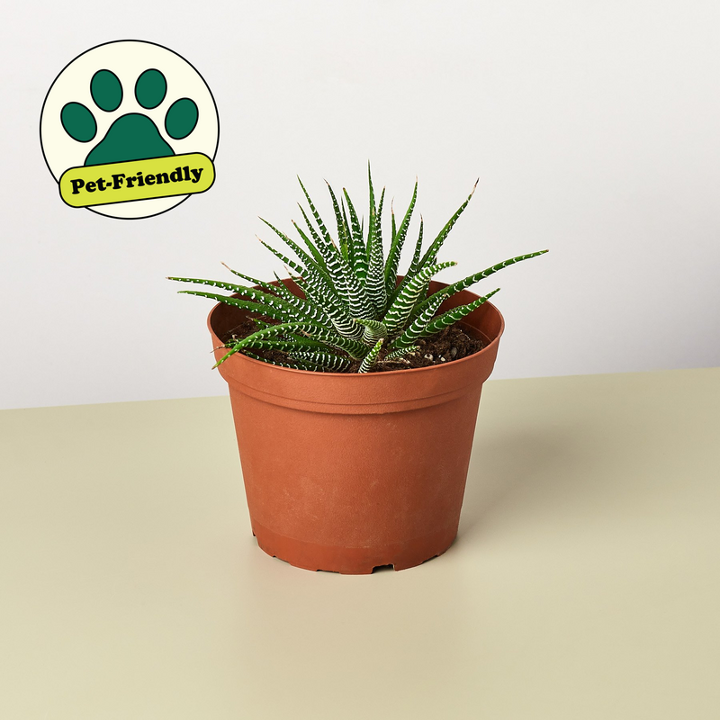 Load image into Gallery viewer, Zebra Succulent
