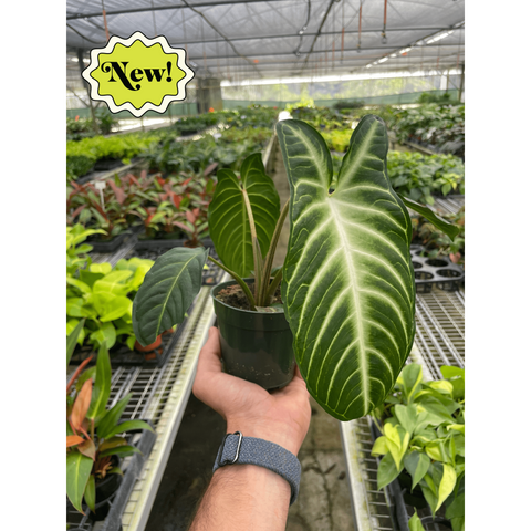 Xanthosoma Lendenii