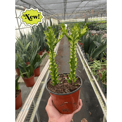 Euphorbia Mint Cream