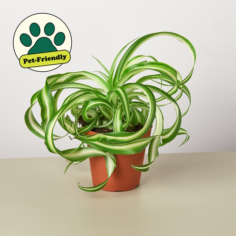 Spider Plant Bonnie