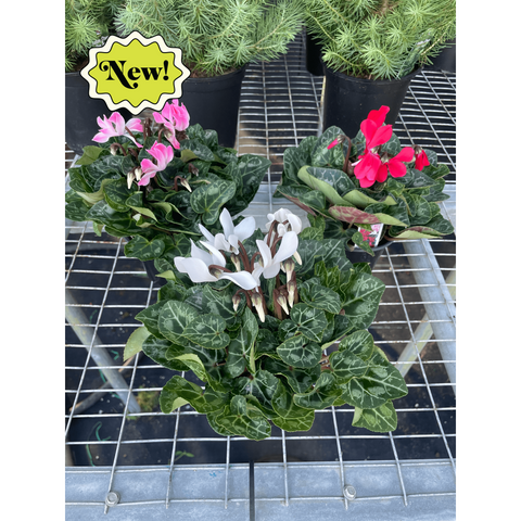 Cyclamen, assorted