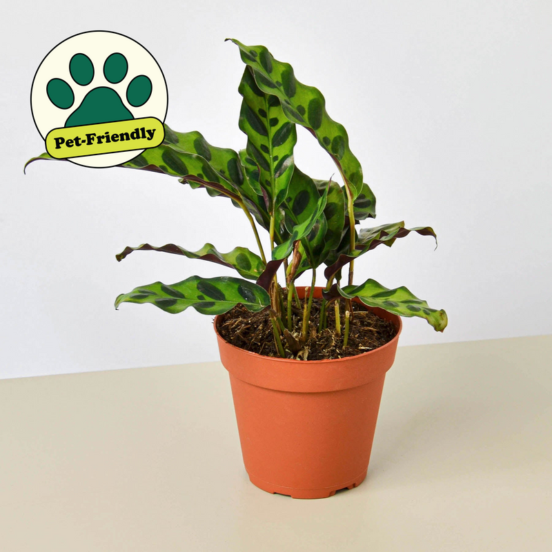 Load image into Gallery viewer, Calathea Lancifolia 'Rattlesnake'
