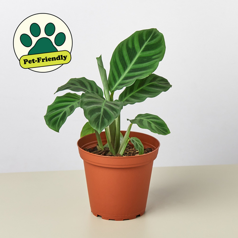 Calathea Zebrina, 4-inch pot