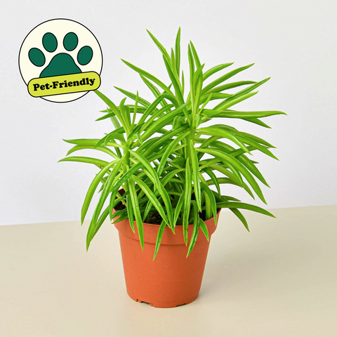 Peperomia Green Bean