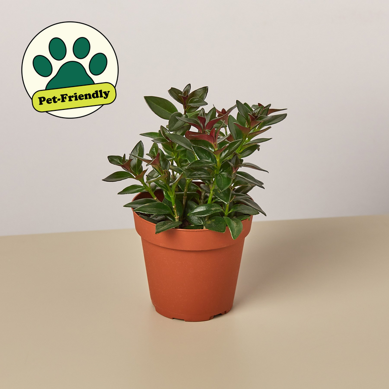 Load image into Gallery viewer, Nematanthus Black Goldfish Plant
