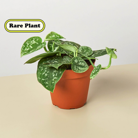 Pothos Satin