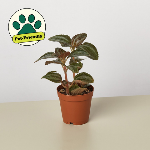 Pilea Bronze