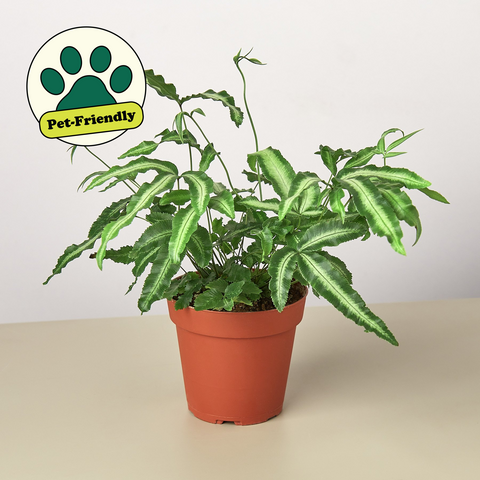 Pteris Cretica Albo Fern