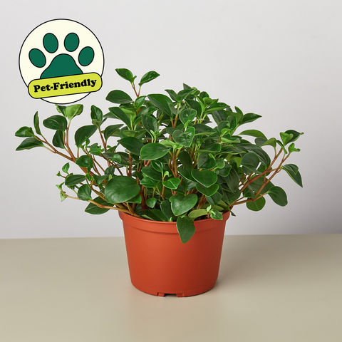 Peperomia Glabella